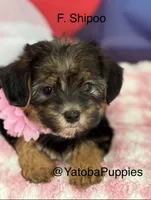 Trixie, a female Shihpoo for sale in Center Hill, FL – 1 of 1