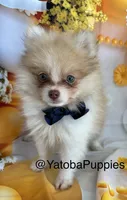 Casper , a male Pomeranian for sale in Center Hill, FL – 2 of 3