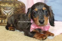Jolene, a female Miniature Dachshund for sale in West Plains, MO – 2 of 10