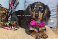 Josie, a female Miniature Dachshund for sale in West Plains, MO – 7 of 10