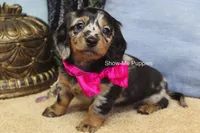 Naomi, a female Miniature Dachshund for sale in West Plains, MO – 8 of 8