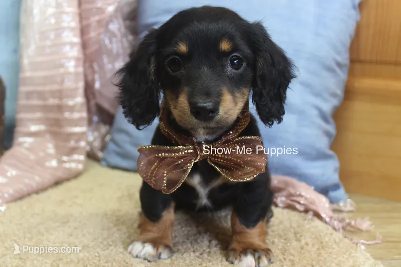 Lexi – Miniature Dachshund puppy for sale in West Plains, MO