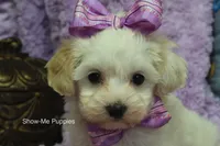Marshie, a female Maltipoo for sale in West Plains, MO – 9 of 10