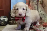 Moonie, a female Miniature Dachshund for sale in West Plains, MO – Photo 4 of 10