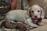 Moonie, a female Miniature Dachshund for sale in West Plains, MO – Photo 7 of 10