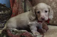 Moonie, a female Miniature Dachshund for sale in West Plains, MO – Photo 2 of 10