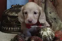 Moonie, a female Miniature Dachshund for sale in West Plains, MO – Photo 8 of 10