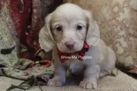 Moonie, a female Miniature Dachshund for sale in West Plains, MO – Photo 3 of 10