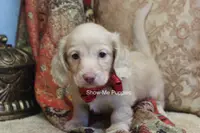 Moonie, a female Miniature Dachshund for sale in West Plains, MO – Photo 10 of 10