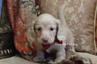 Moonie, a female Miniature Dachshund for sale in West Plains, MO – Photo 6 of 10