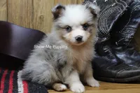 Teddy, a male Miniature Australian Shepherd and Toy Australian Shepherd for sale in West Plains, MO – 8 of 10