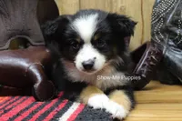 Trish, a female Miniature Australian Shepherd and Toy Australian Shepherd for sale in West Plains, MO – 9 of 10