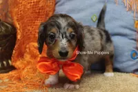 Levi, a male Miniature Dachshund for sale in West Plains, MO – 9 of 10