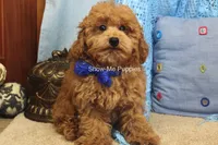 Karter, a male Poodle - Toy  for sale in West Plains, MO – 2 of 9