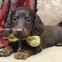 Zena, a female Miniature Dachshund for sale in West Plains, MO – Photo 6 of 10