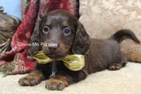 Zena, a female Miniature Dachshund for sale in West Plains, MO – Photo 6 of 10