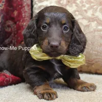 Zena, a female Miniature Dachshund for sale in West Plains, MO – Photo 1 of 10