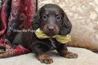 Zena, a female Miniature Dachshund for sale in West Plains, MO – Photo 1 of 10