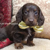 Zena, a female Miniature Dachshund for sale in West Plains, MO – Photo 9 of 10