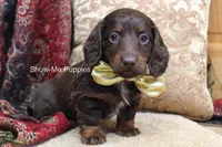 Zena, a female Miniature Dachshund for sale in West Plains, MO – Photo 9 of 10