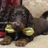 Zena, a female Miniature Dachshund for sale in West Plains, MO – Photo 4 of 10