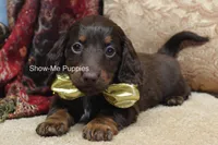 Zena, a female Miniature Dachshund for sale in West Plains, MO – Photo 4 of 10