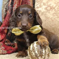 Zena, a female Miniature Dachshund for sale in West Plains, MO – Photo 10 of 10