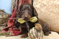 Zena, a female Miniature Dachshund for sale in West Plains, MO – Photo 10 of 10