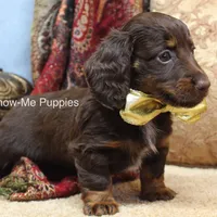 Zena, a female Miniature Dachshund for sale in West Plains, MO – Photo 8 of 10