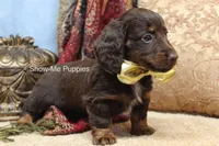 Zena, a female Miniature Dachshund for sale in West Plains, MO – Photo 8 of 10