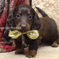 Zena, a female Miniature Dachshund for sale in West Plains, MO – Photo 2 of 10