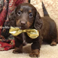 Zena, a female Miniature Dachshund for sale in West Plains, MO – Photo 7 of 10