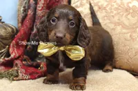 Zena, a female Miniature Dachshund for sale in West Plains, MO – Photo 7 of 10