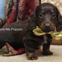 Zena, a female Miniature Dachshund for sale in West Plains, MO – Photo 3 of 10