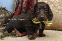 Zena, a female Miniature Dachshund for sale in West Plains, MO – Photo 3 of 10