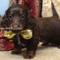 Zena, a female Miniature Dachshund for sale in West Plains, MO – Photo 5 of 10