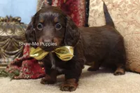 Zena, a female Miniature Dachshund for sale in West Plains, MO – Photo 5 of 10