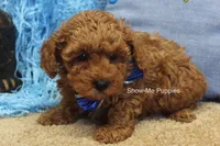 Karter, a male Poodle - Toy  for sale in West Plains, MO – 5 of 9
