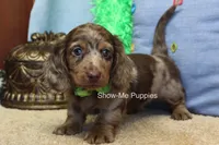 Dalton, a male Miniature Dachshund for sale in West Plains, MO – 4 of 10