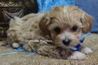 Connor, a male Maltipoo for sale in West Plains, MO – Photo 8 of 8