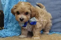 Connor, a male Maltipoo for sale in West Plains, MO – Photo 7 of 8