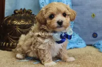 Connor, a male Maltipoo for sale in West Plains, MO – Photo 3 of 8