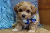 Connor, a male Maltipoo for sale in West Plains, MO – Photo 5 of 8