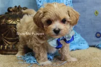 Connor, a male Maltipoo for sale in West Plains, MO – Photo 2 of 8