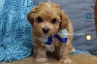 Connor, a male Maltipoo for sale in West Plains, MO – Photo 6 of 8