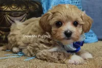 Connor, a male Maltipoo for sale in West Plains, MO – Photo 4 of 8