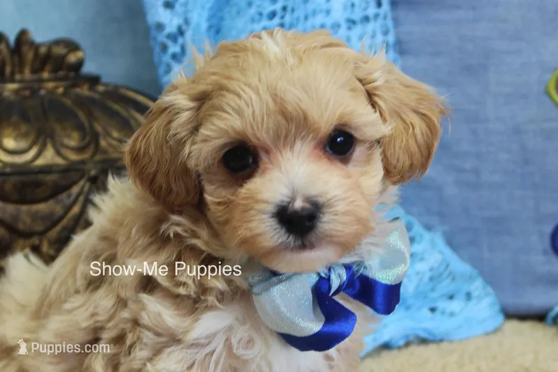 Connor – Maltipoo puppy for sale in West Plains, MO