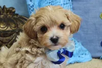 Connor, a male Maltipoo for sale in West Plains, MO – Photo 1 of 8
