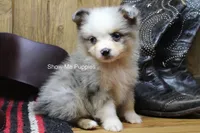 Teddy, a male Miniature Australian Shepherd and Toy Australian Shepherd for sale in West Plains, MO – 10 of 10