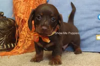 Metro, a male Miniature Dachshund for sale in West Plains, MO – 8 of 10